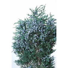 BLUEBERRY JUNIPER PRESERVED 10"-12" 8 oz 